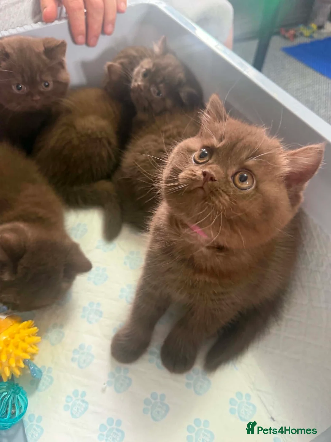 British Shorthair cats for sale: British Short Hair Chocolate Kittens in Stoke-on-Trent - Advert 8