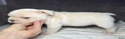 French Bulldog dogs for sale: French bulldog puppies Ready Now! - Advert 36