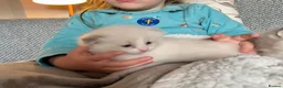 Ragdoll cats for sale: Unique Ragdoll Kittens - health tested parents - Advert 12