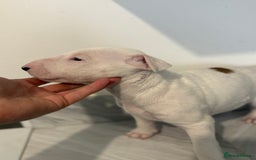 English Bull Terrier dogs for sale: *REDUCED* 1 male KC EBT pup left - Advert 7