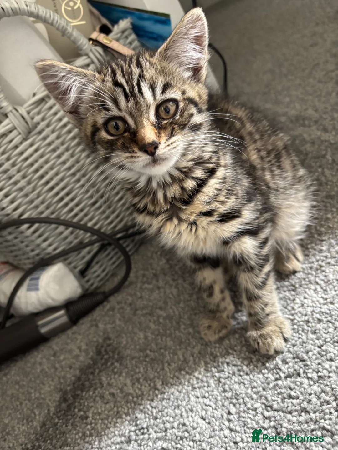 Mixed Breed cats for sale: Tabby female kitten - Advert 2