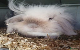 Mini Lion Lop rabbits for sale: Teddy lionlop - Image 3