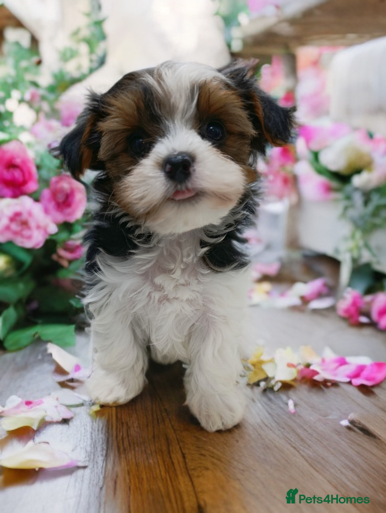 Yorkshire Terrier dogs Yorkshire terrier-Biro- Biewer-White Ocean Pearl🐶 - Advert 3