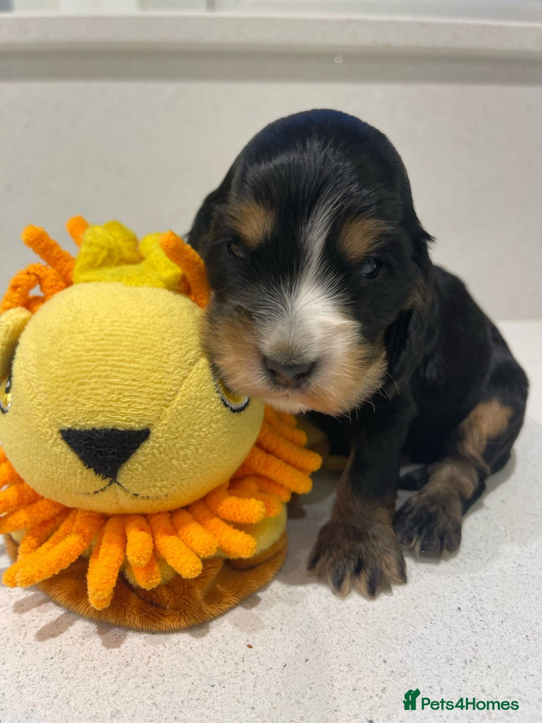 Cocker Spaniel dogs for sale: Show Cocker Spaniel’s  - Image 9