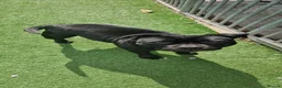 Staffordshire Bull Terrier dogs for sale: Black Kc Reg Staffordshire Bull Terrier female - Advert 2