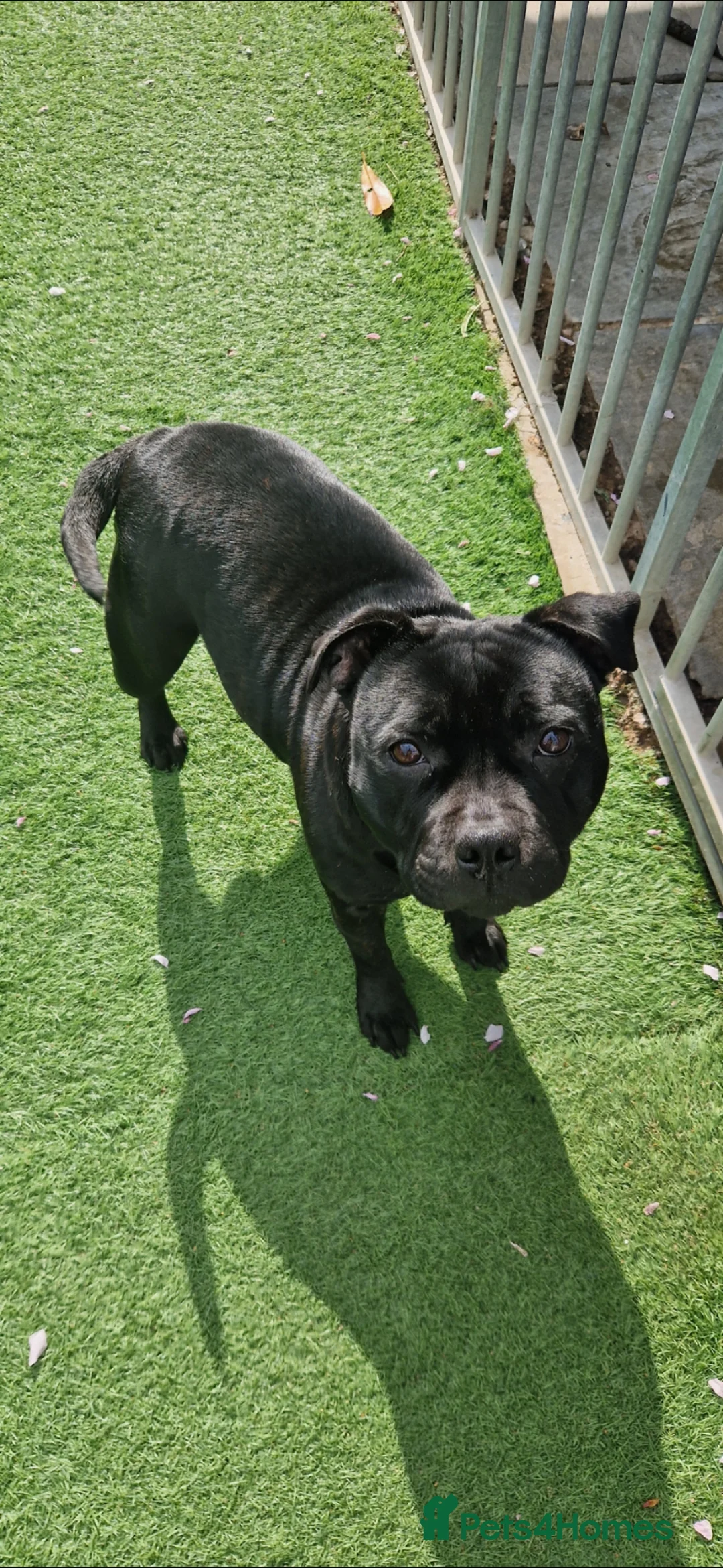 Staffordshire Bull Terrier dogs for sale: Black Kc Reg Staffordshire Bull Terrier female - Advert 2