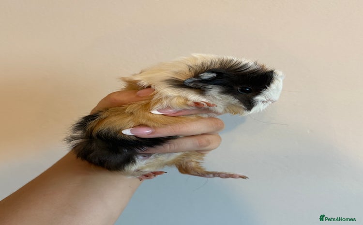 Guinea Pig rodents - Advert 9