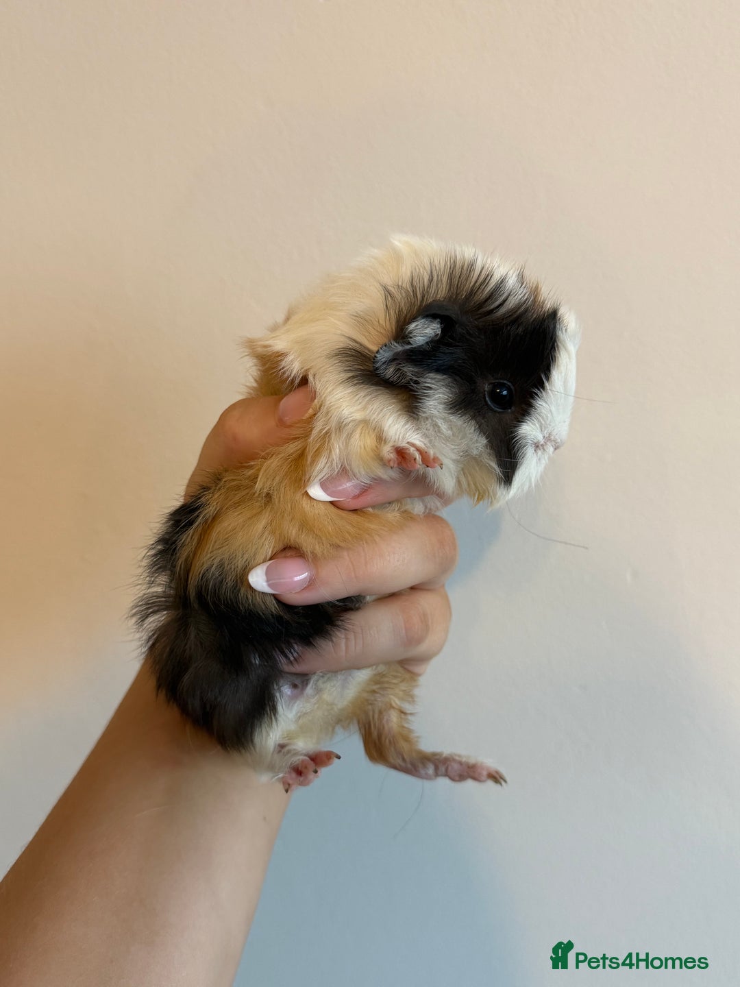 Guinea Pig rodents for sale: Peruvian Mix Boars For Sale  - Image 1