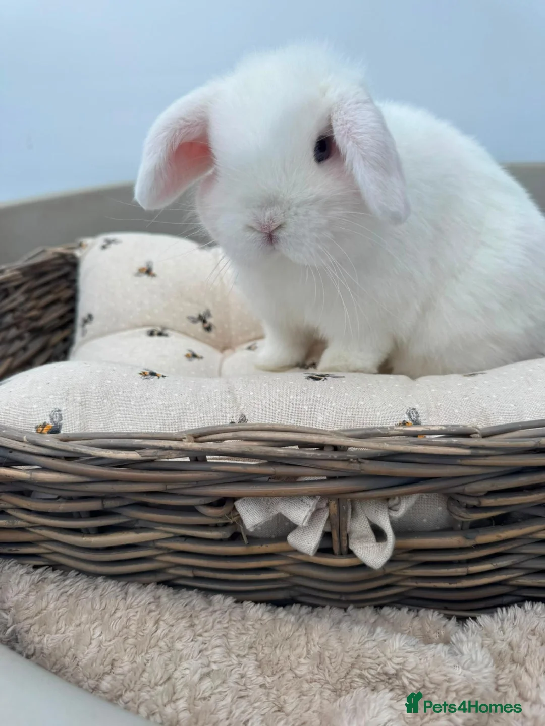Mini Lop rabbits for sale: Pure bred Mini Lop Rabbits - Advert 5
