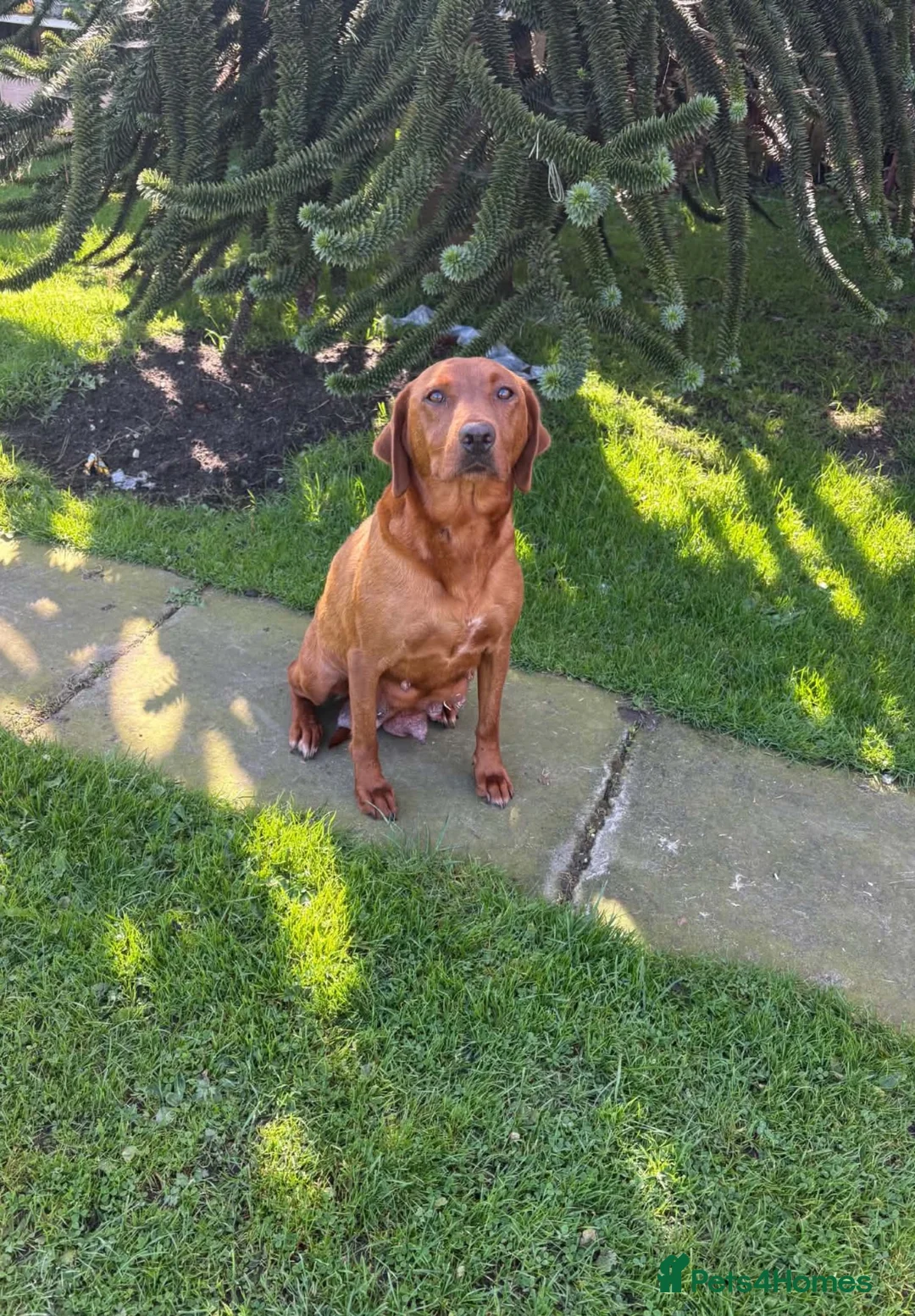 Labrador Retriever dogs for sale: LABRADOR PUPS. KC REG & COUNCIL LICENSED. 0%ROI - Advert 1