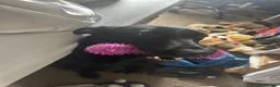 Mixed Breed dogs for adoption: Malinois x Lab - Advert 2