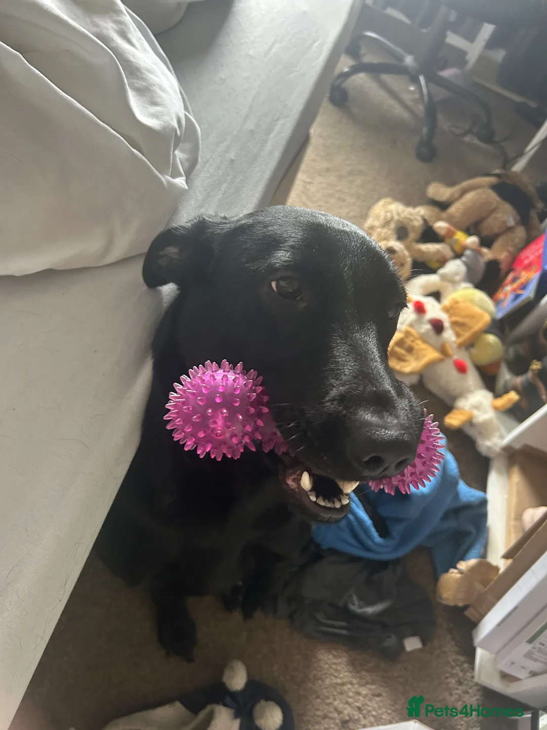 Mixed Breed dogs for adoption: Malinois x Lab - Advert 2