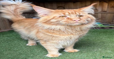 Maine Coon cats - Advert 3