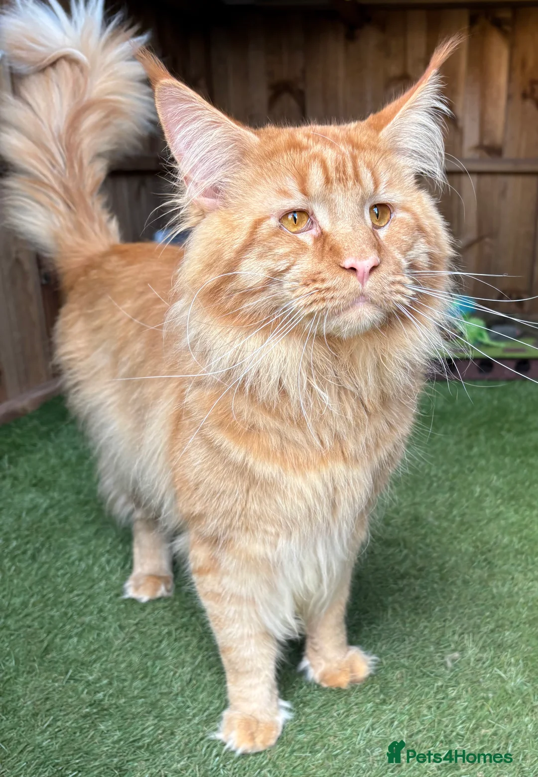 Maine Coon cats for stud: 🦁 Aslan – Proven Red Mackerel Maine Coon Stud - Advert 3