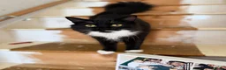Mixed Breed cats for sale: 3 kittens ready for a forever home  - Advert 1
