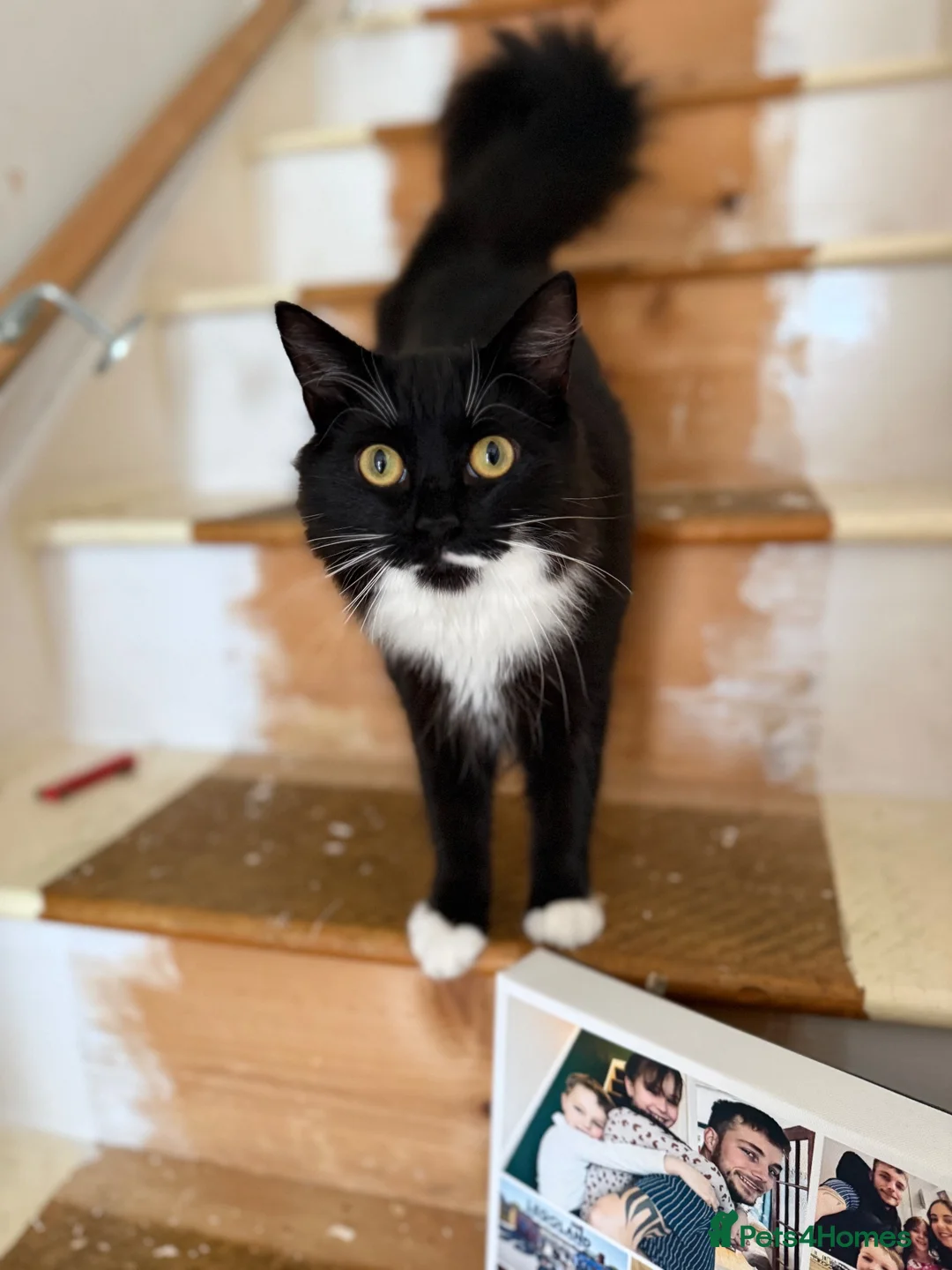 Mixed Breed cats for sale: 3 kittens ready for a forever home  - Advert 1
