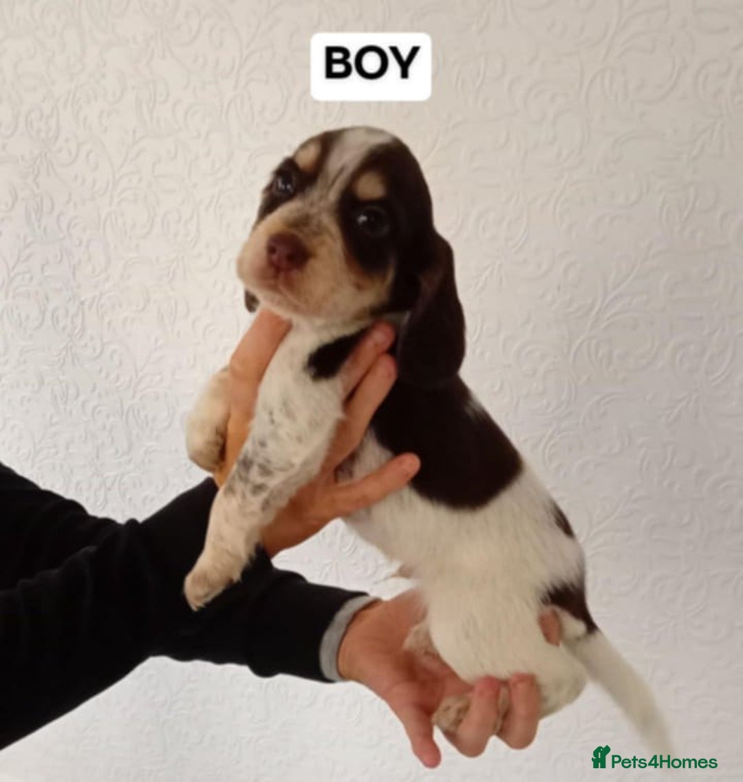 Cocker Spaniel dogs for sale: 7 cocker spaniel puppies - Advert 5