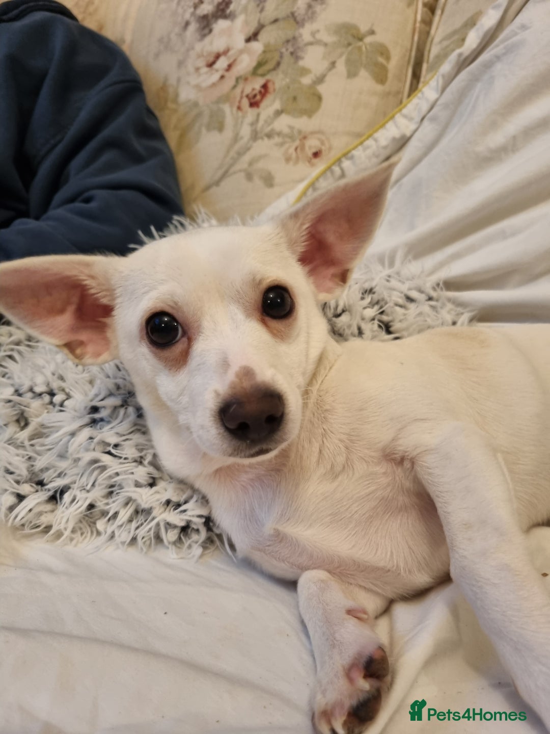 Mixed Breed dogs for sale: Chihuahua mix breed - Advert 6