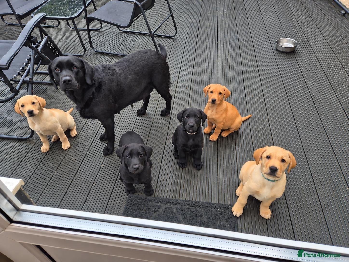 Labrador Retriever dogs KC Registered Labrador Puppies – Working Lines - Advert 1