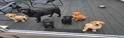 Labrador Retriever dogs for sale: Last 2 KC Registered Black Labradors – Ready Now - Advert 6