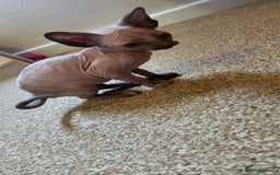 Sphynx cats for sale: Female sphynx kitten - Image 6