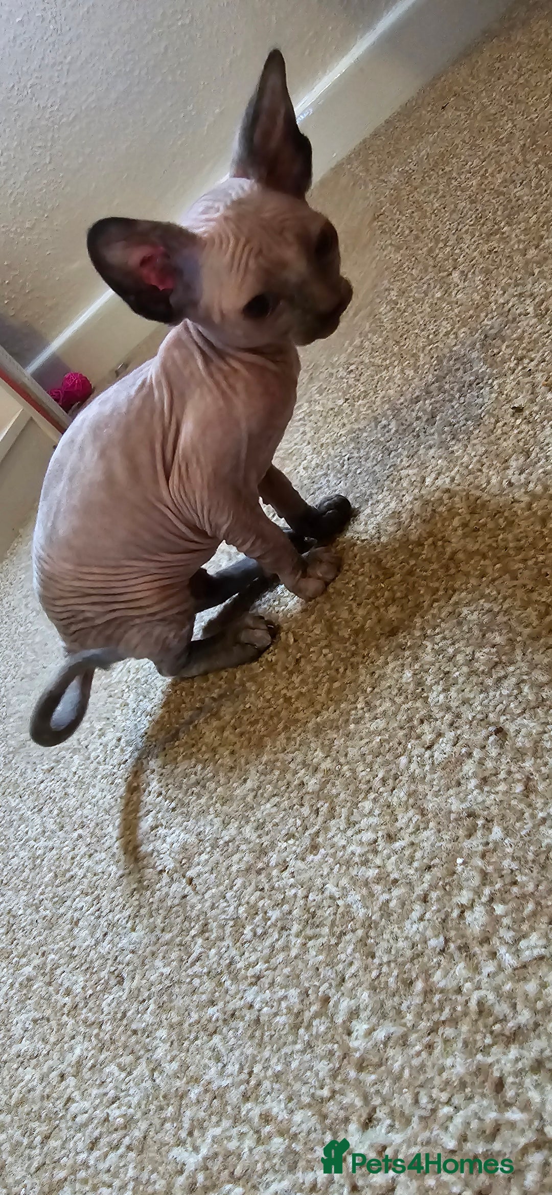Sphynx cats for sale: Female sphynx kitten - Image 6