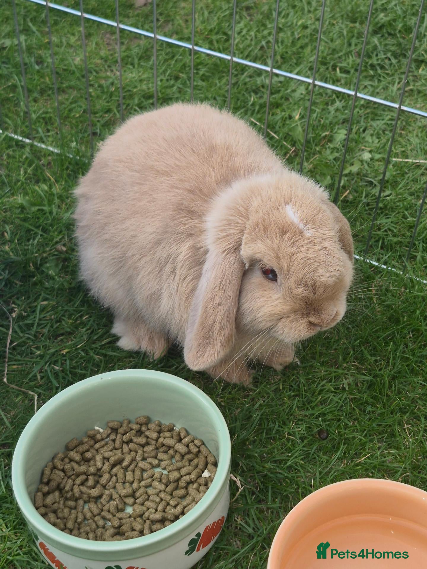 Mini Lop rabbits Mini lop for sale  - Advert 1