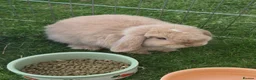 Mini Lop rabbits for sale: Mini lop for sale  in Atherstone - Advert 1