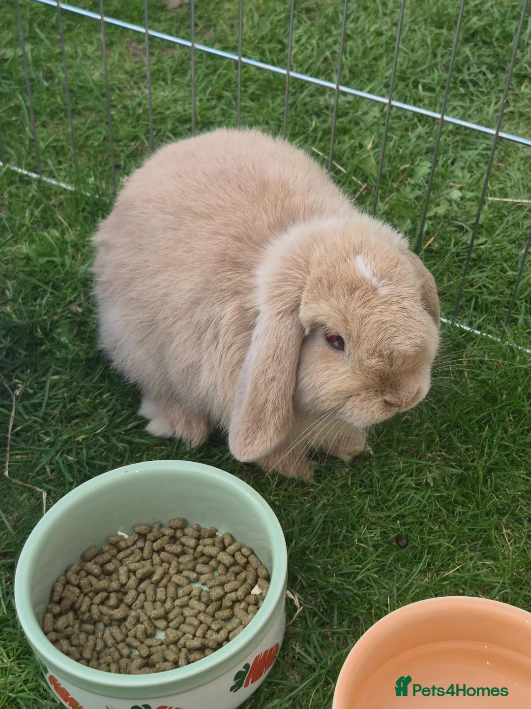 Mini Lop rabbits for sale: Mini lop for sale  in Atherstone - Advert 1