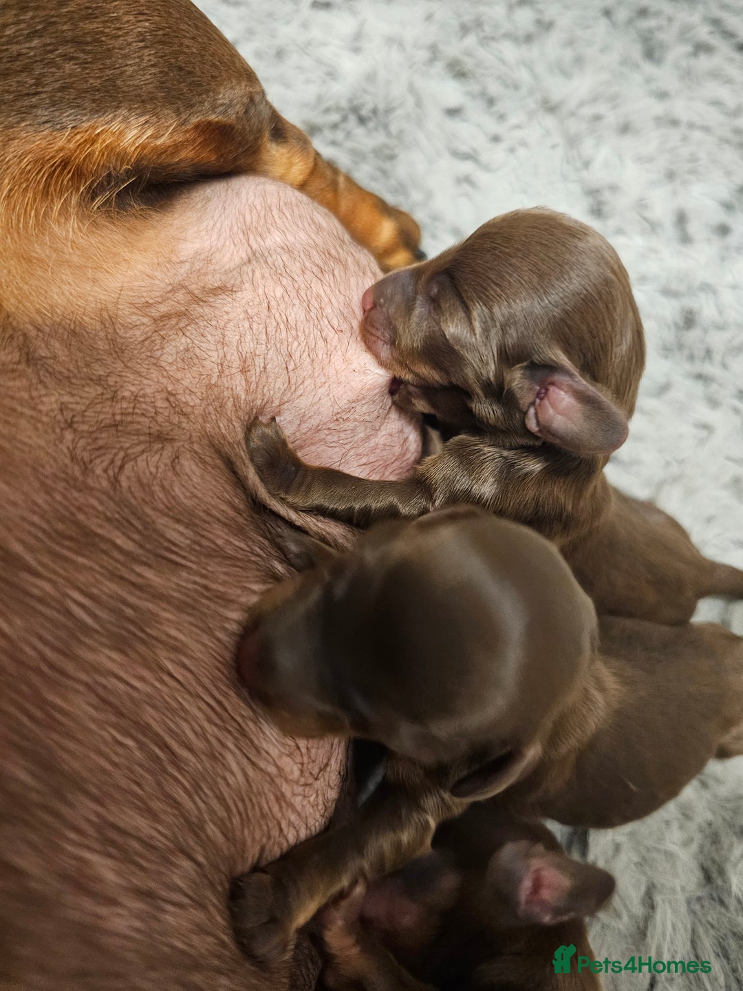 Miniature Dachshund dogs for sale: long and shorthaired chocolate. Both parents KCd - Image 12