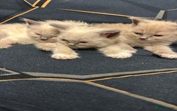 Ragdoll cats for sale: I've got some adorable Ragdoll kittens 😻🥰🐾 - Image 6