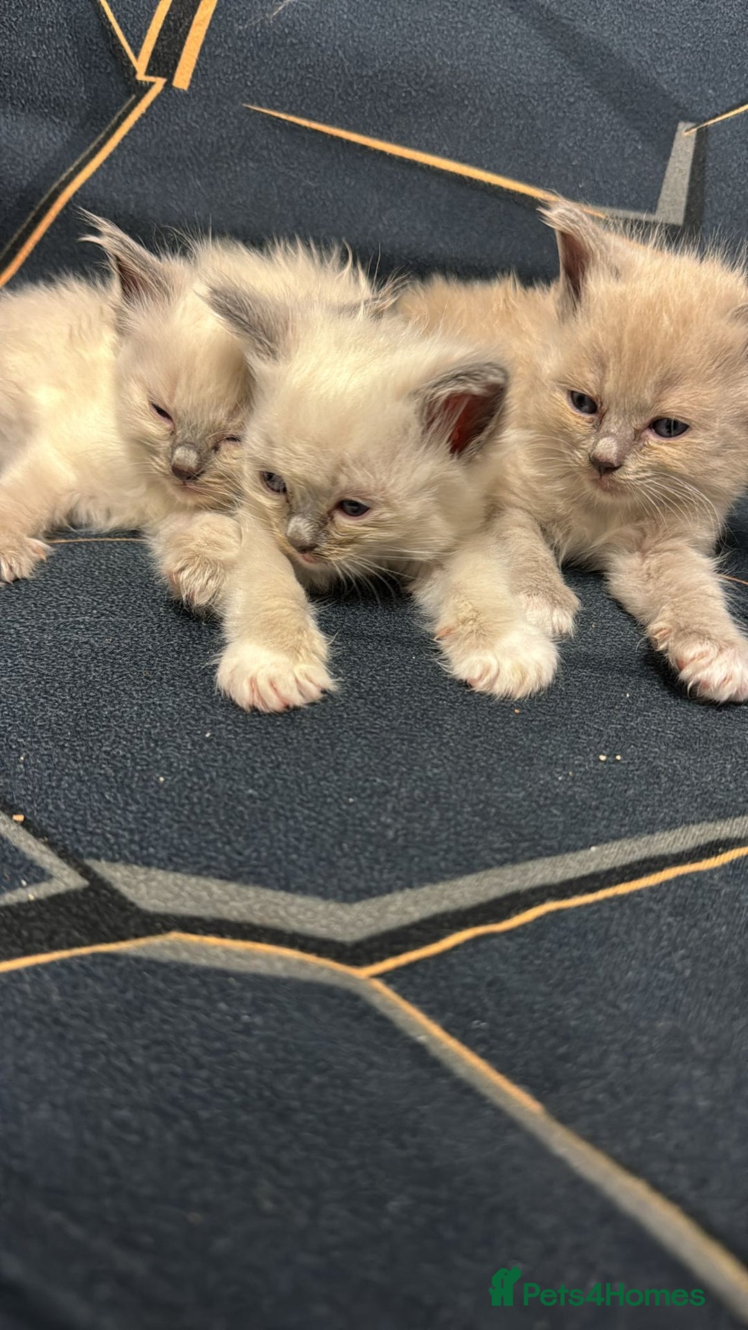 Ragdoll cats for sale: I've got some adorable Ragdoll kittens 😻🥰🐾 - Image 6