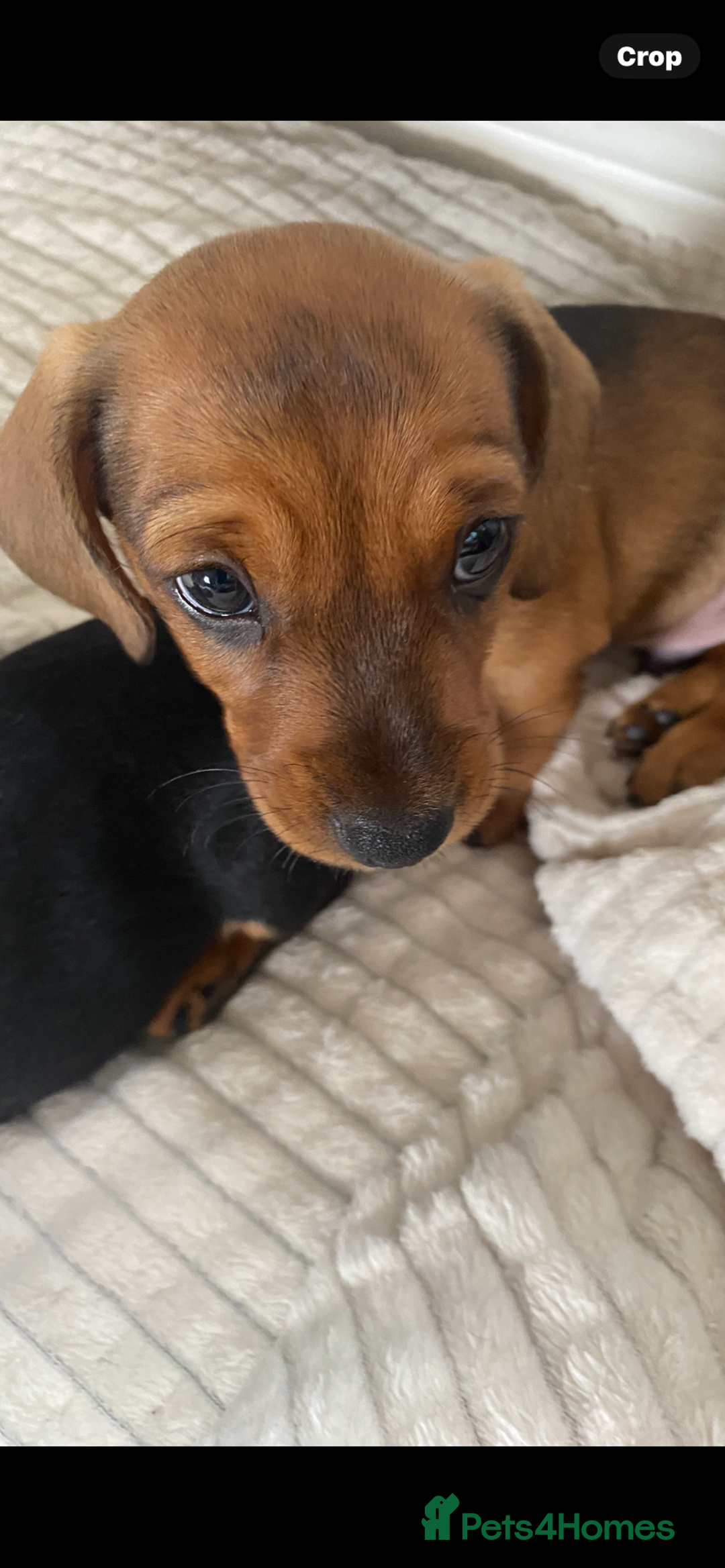 Dachshund dogs for sale: Miniature dachshund puppies  - Image 11