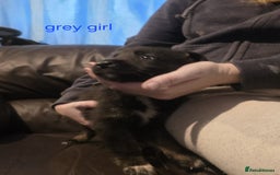 Shepsky dogs for sale: Shepski pups - Advert 15