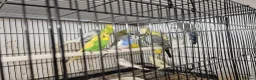Parakeets birds for sale: Finches canarys doves parakeets parrots  - Advert 34