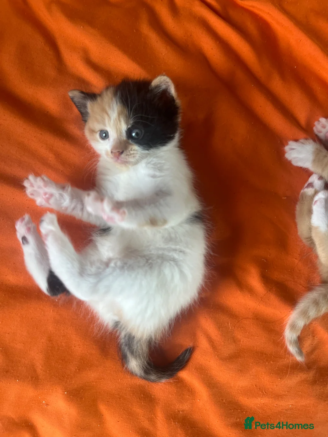 Mixed Breed cats for sale: 5 Cuddly Orange and Calico kittens 💕 - Advert 2
