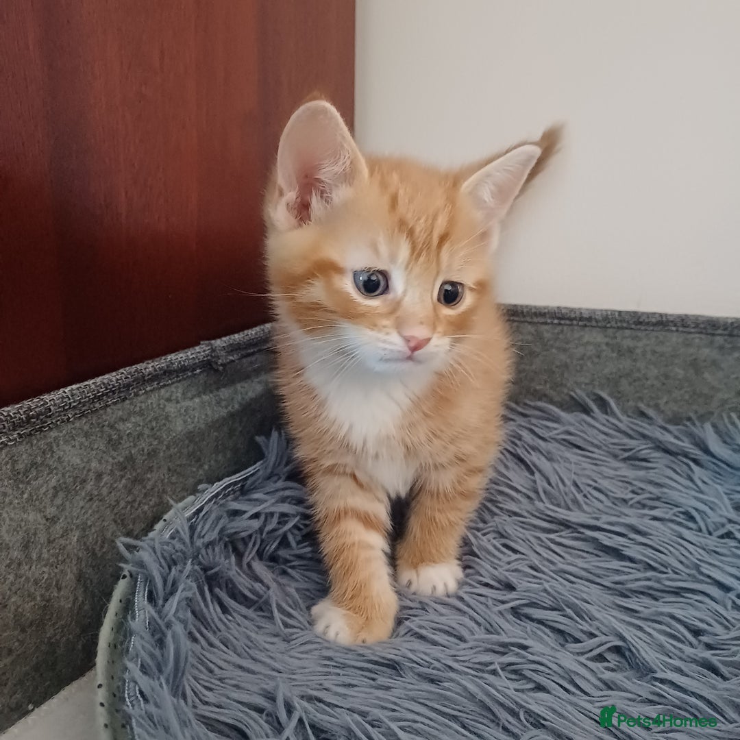 Mixed Breed cats for sale: Lovely kittens😻😻😽😽❤️ - Advert 8