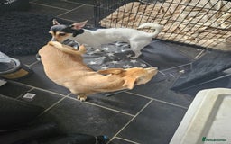 Jack Russell dogs for adoption: 💖🐶 DAISY 🐶💖 - Image 7
