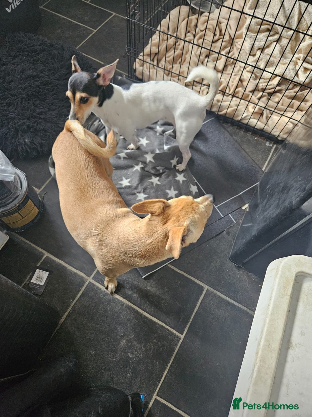 Jack Russell dogs for adoption: 💖🐶 DAISY 🐶💖 - Image 7