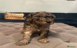 Cockapoo dogs for sale: Fb2 miniature cockapoo - Image 6
