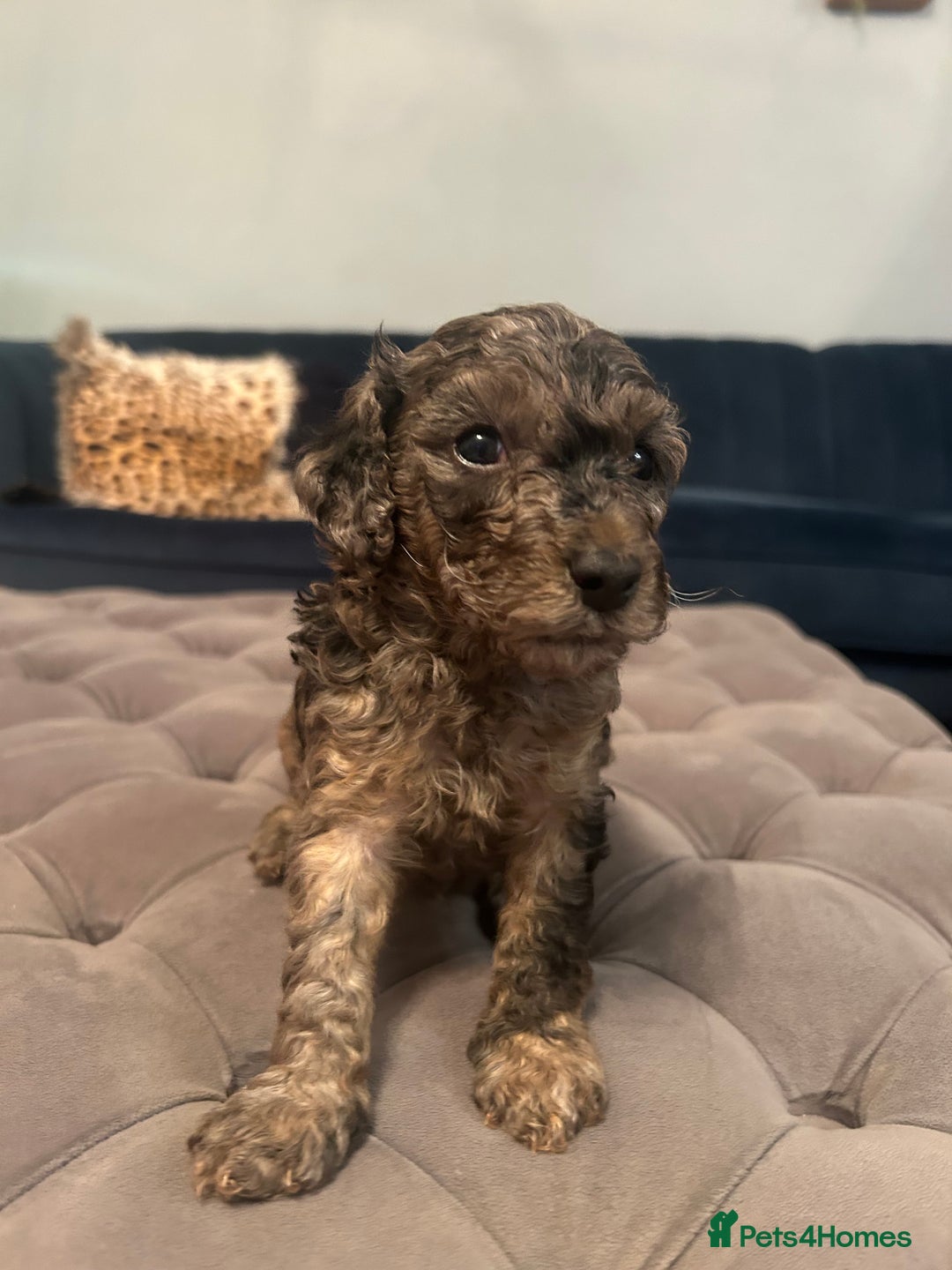 Cockapoo dogs for sale: Fb2 miniature cockapoo - Image 6
