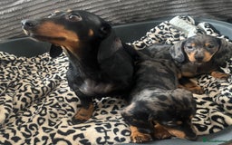 Miniature Dachshund dogs for sale: BEAUTIFUL MINIATURE DACHSHUND PUPPIES ! - Image 9