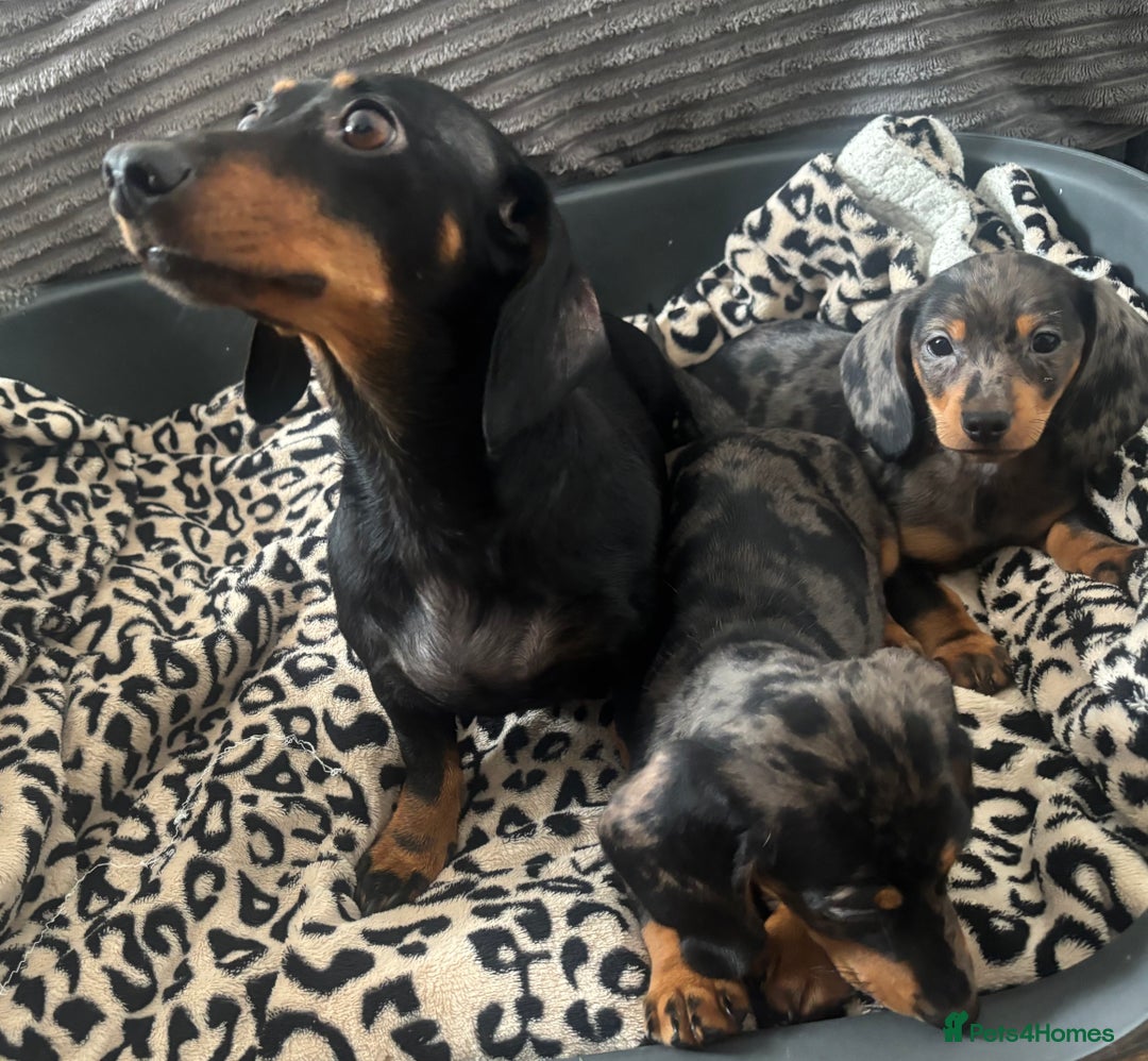 Miniature Dachshund dogs for sale: BEAUTIFUL MINIATURE DACHSHUND PUPPIES ! - Image 9