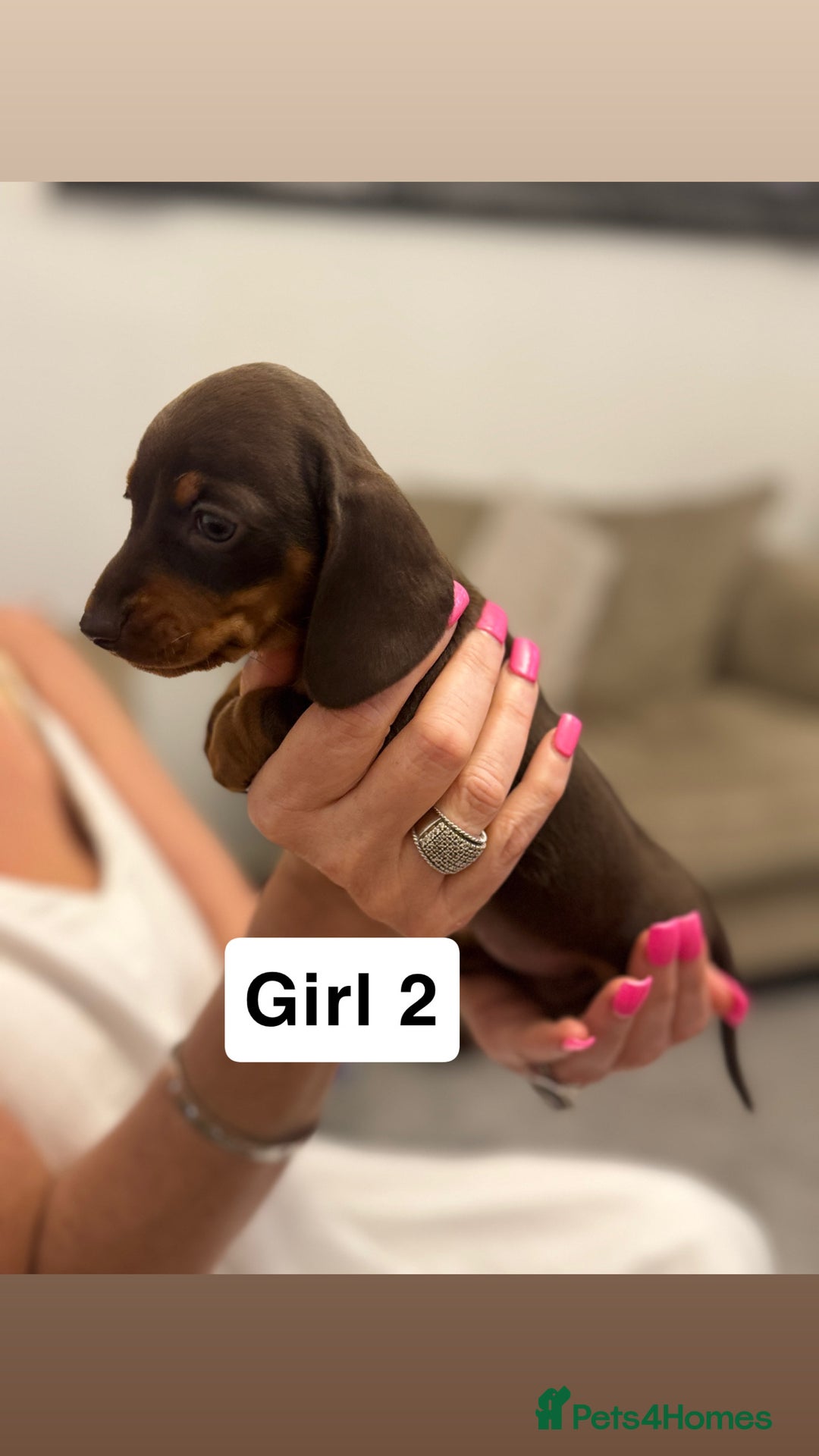 Miniature Dachshund dogs for sale: Stunning baby mini dachshunds  - Image 27