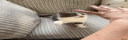 Mixed Breed cats for sale: 4 little beauties - Advert 6