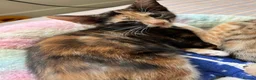 Mixed Breed cats for sale: 6 lovely female kittens.  - Advert 20
