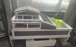 Tortoise reptiles for sale: Testudo hermanni -Herman tortoise  in Heanor - Image 8