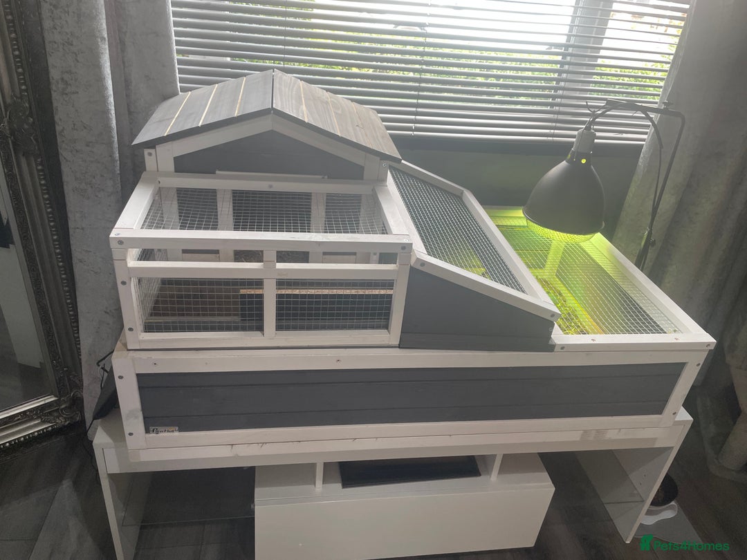 Tortoise reptiles for sale: Testudo hermanni -Herman tortoise  in Heanor - Image 8