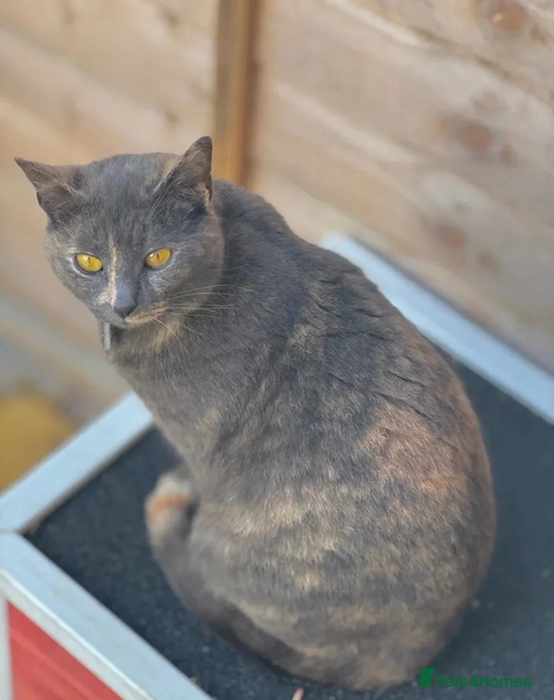 Scottish Fold cats for sale: Rare Cream🐱Scottish Fold × British Shorthair - Advert 6