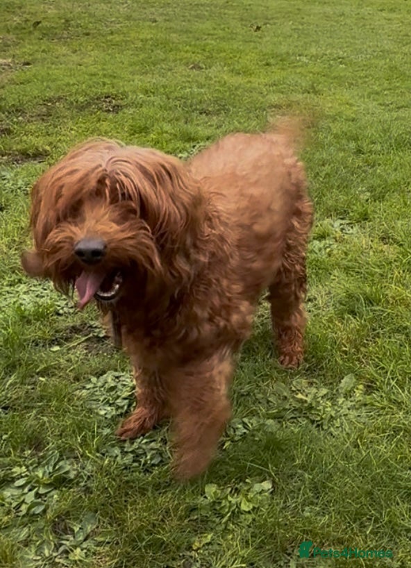 Irish Doodle dogs F1b miniature Irish doodle bitch - Advert 2